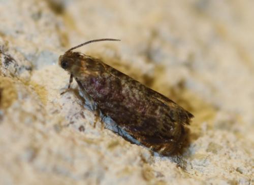 Réf. 248 655 : Grapholita sp.